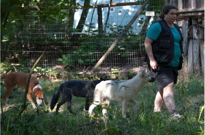 The Wolf Science Centre researches the process of domestication by comparing the behaviour of the 10 wolves and 13 dogs housed at the centre