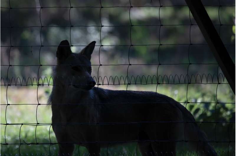 Swelling wolf populations have dominated the headlines in the Alpine country and stirred emotion across Europe