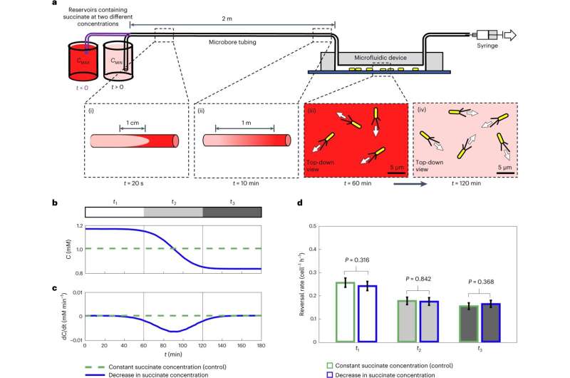 New discovery of how bacteria navigate their environment could change how we treat infection