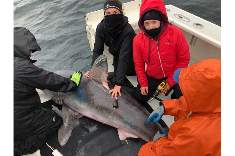 Large sharks may be hunting each other – and scientists know because of a swallowed tracking tag