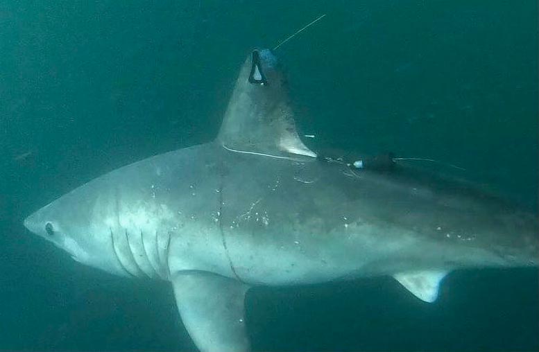 Pregnant Porbeagle Shark