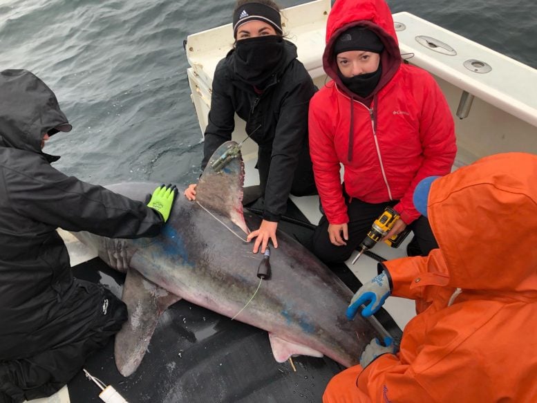 Researchers Tagging Porbeagle Shark