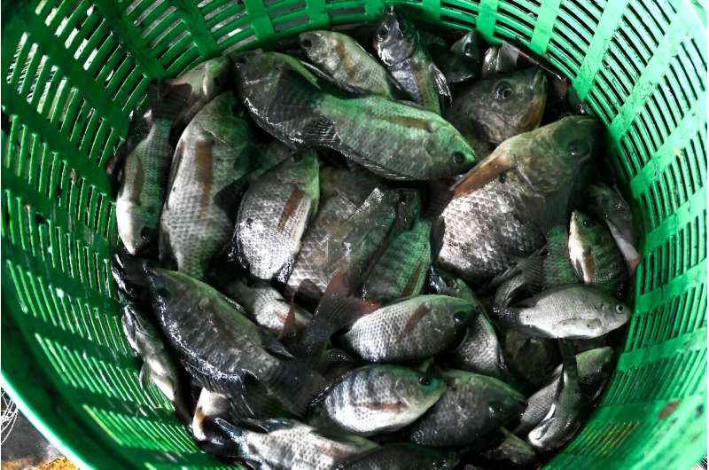 The outbreak of tilapia will cost the Thai economy at least 10 billion baht ($293 million), the government says