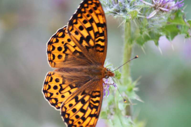 At-risk butterflies more likely to survive with human help