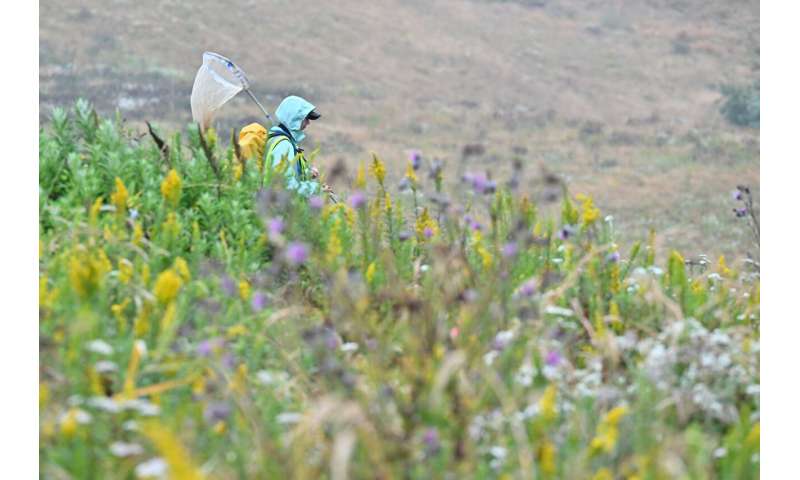 At-risk butterflies more likely to survive with human help