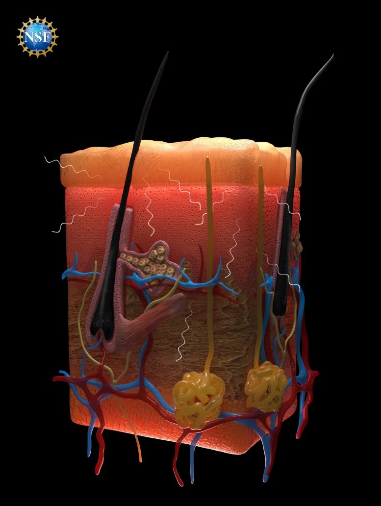 Skin Tissues Scatter Photons