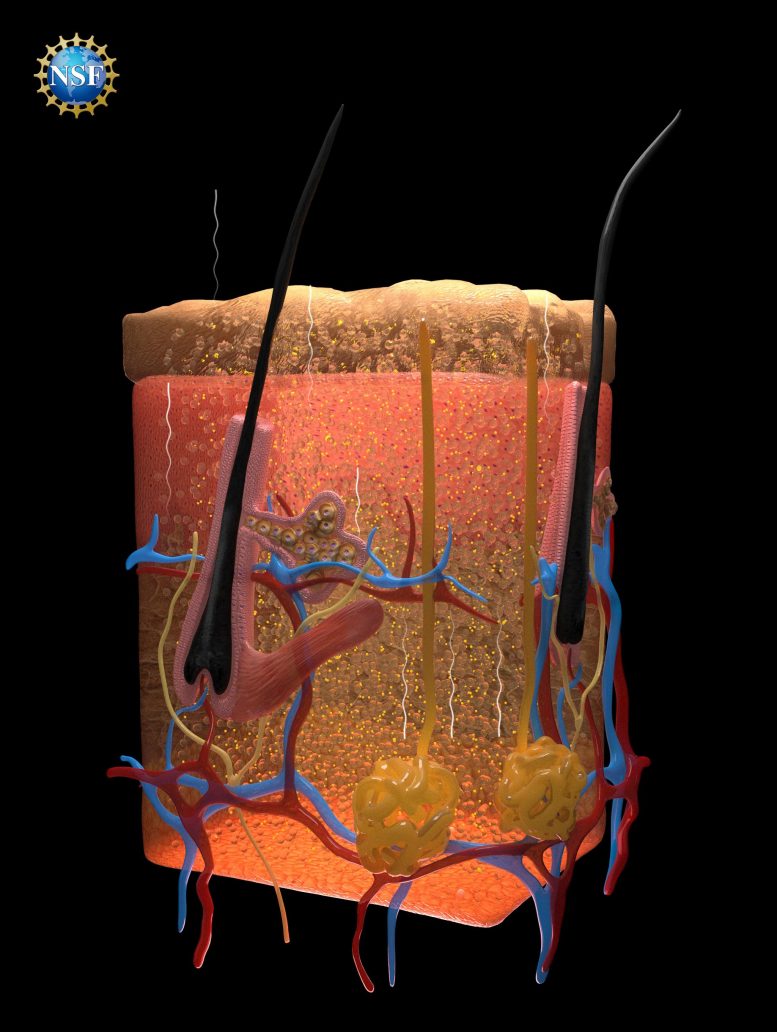 Yellow Dye Transparent Skin Tissues Photons Reflect