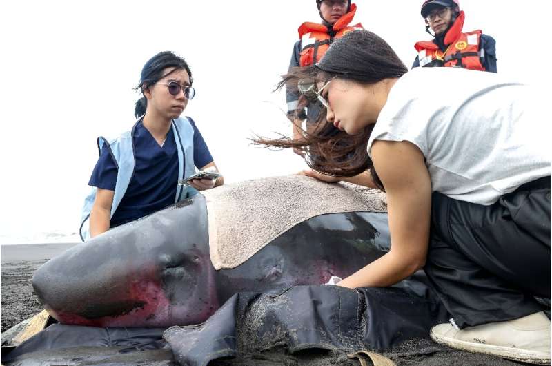 Volunteers help to measure the heart beats of a stranded dwarf sperm whale on Zhuangwei beach in Yilan during a stranding in July 2024