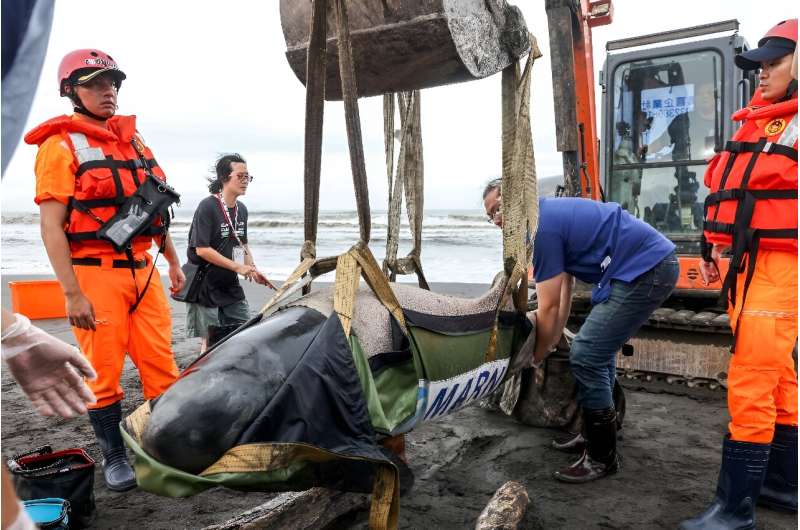 Volunteers from the Taiwan Cetacean Society use a digger to try and move a stranded dwarf sperm whale