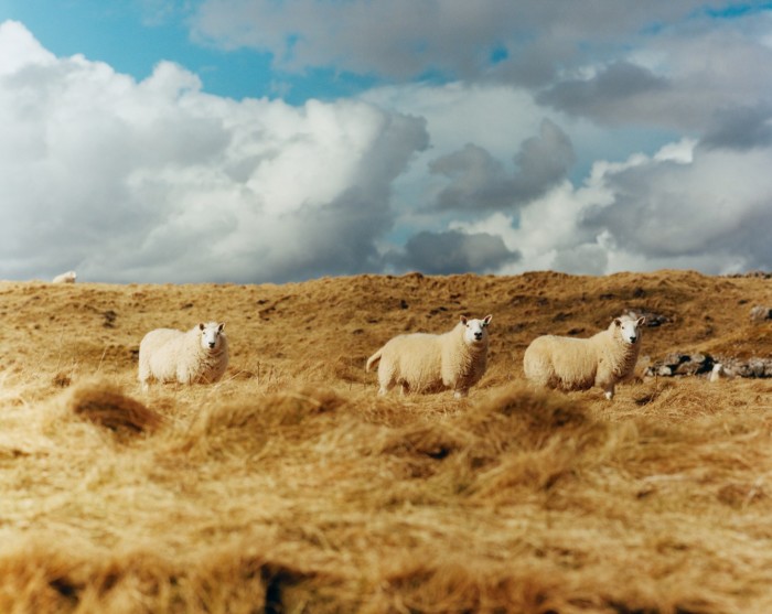 A trio of sheep seen from the road