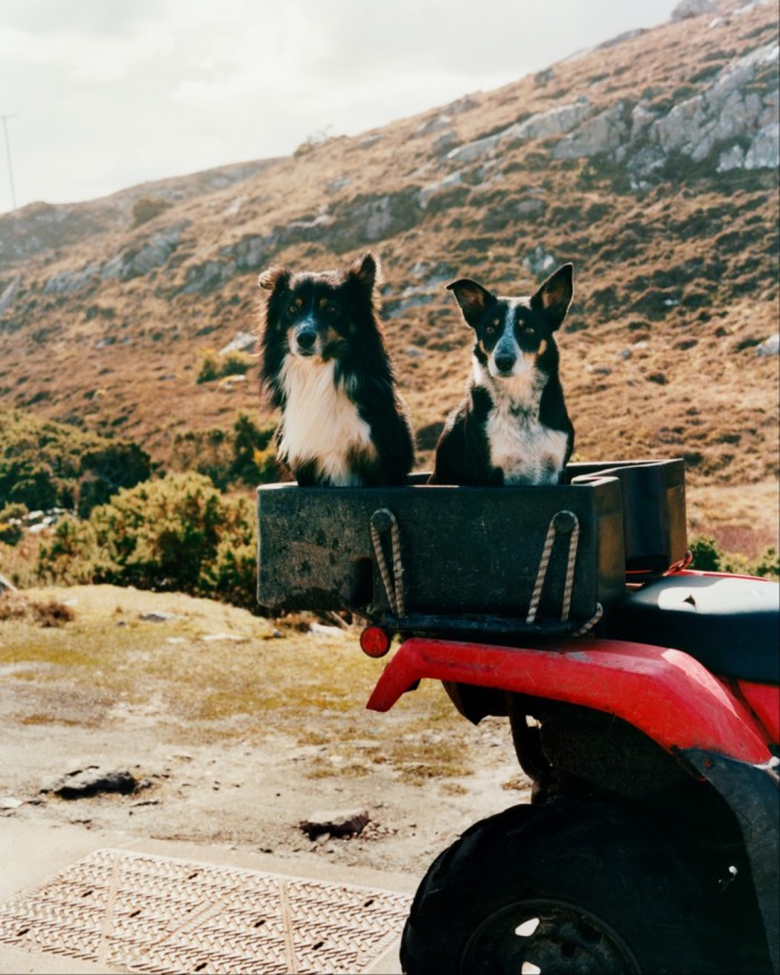 Sheepdogs ride on the back of a quad bike on the northern coast