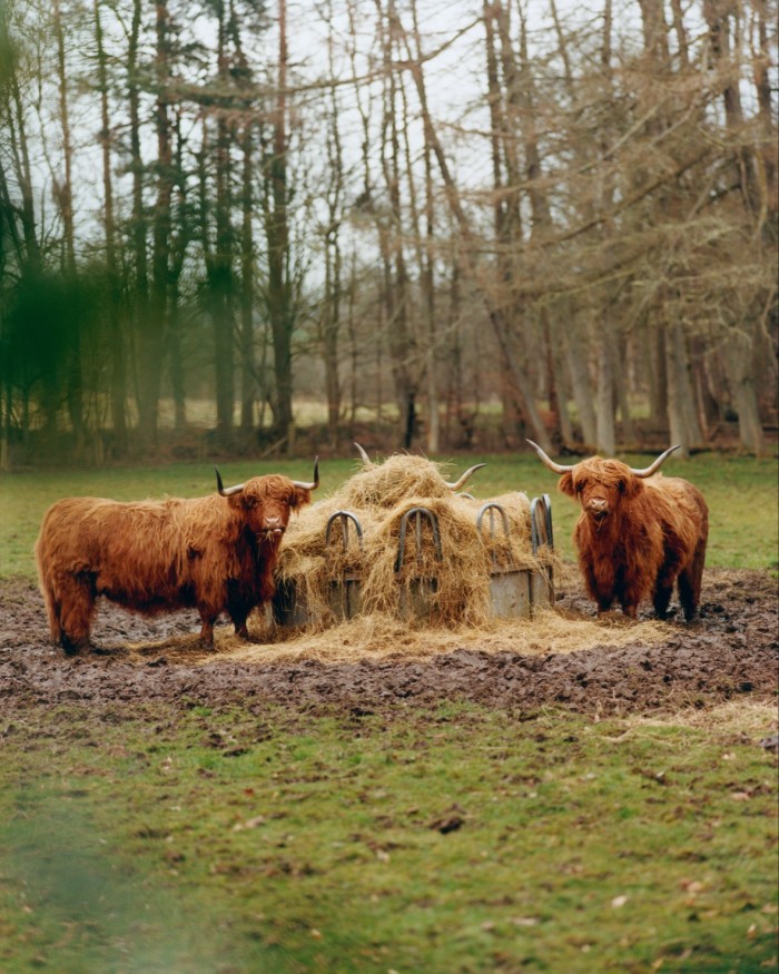 Highland cattle feast on hay