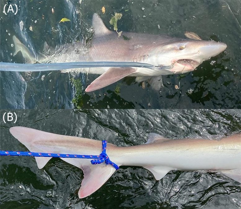 Soupfin Shark in South Puget Sound