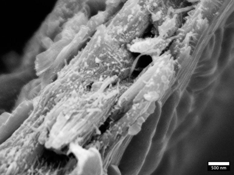 Liriodendron tulipifera Wood Ultrastructure