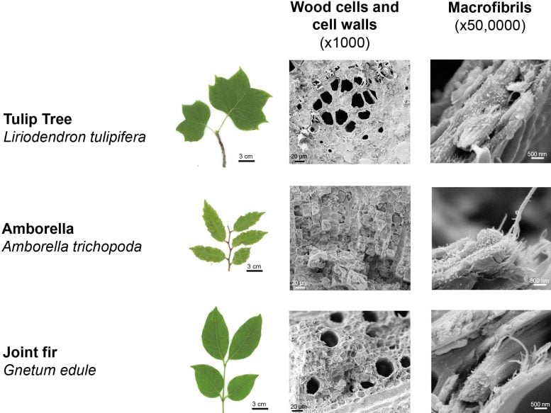 Wood Ultrastructure of 3 Species Under Cryo-SEM