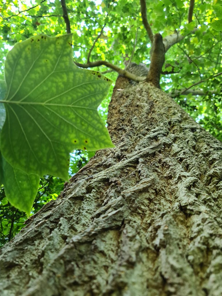 Tulip Tree in Cambridge University Botanic Garden