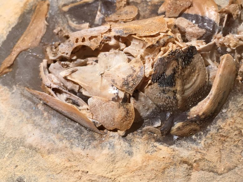 Ngamugawi Skull