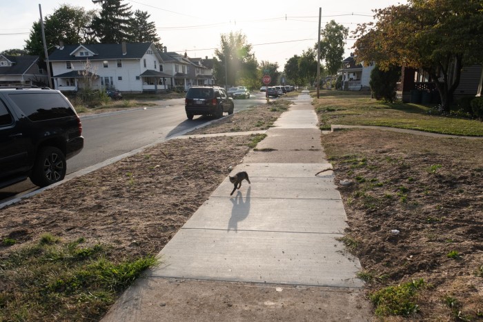 A cat scurries down a sidewalk in Springfield 