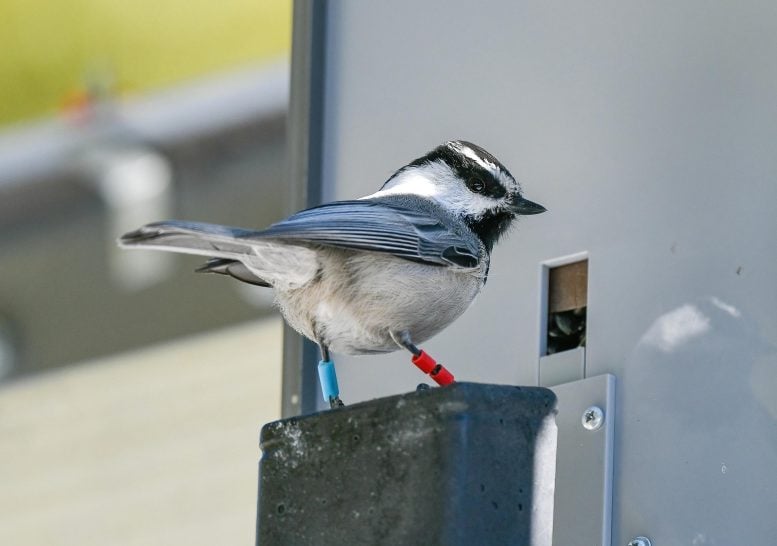 Tagged Mountain Chickadee