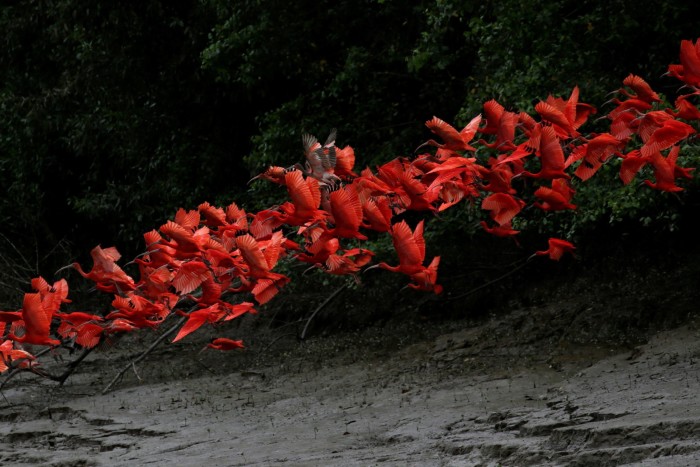 Scarlet ibis fly near the banks of a mangrove swamp on the coast of Amapá state