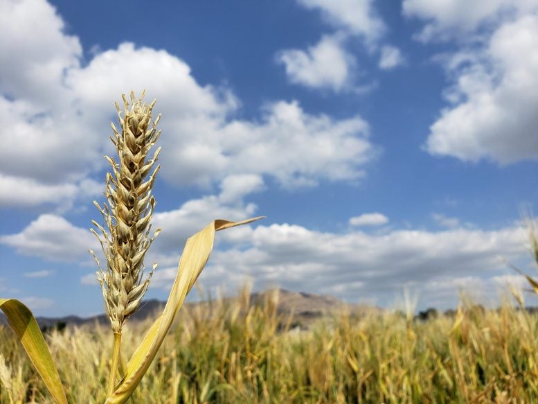 Barley Frowing in Field