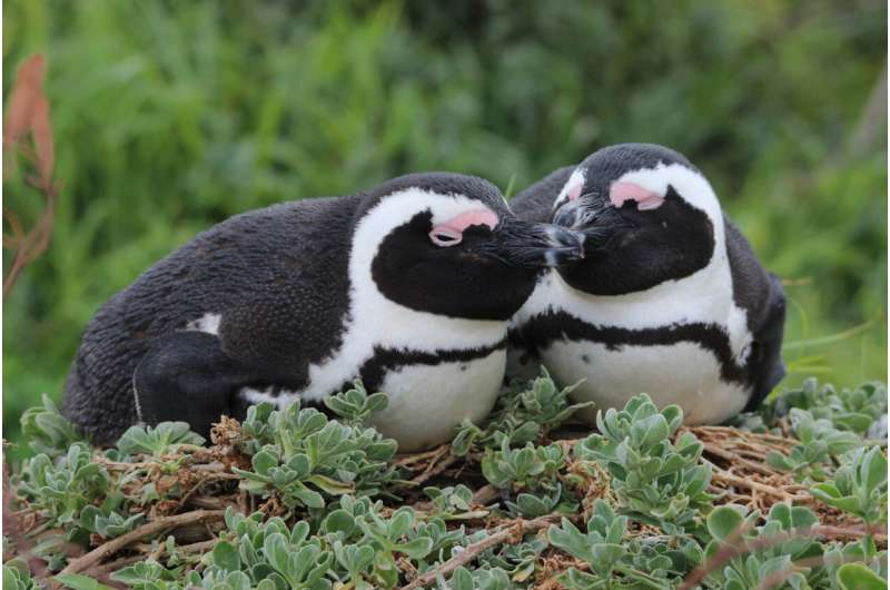 Highly-sensitive beaks could help albatrosses and penguins find their food