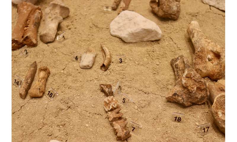 Unravelling an ancient European extinction mystery: Disappearance of dwarf megafauna on palaeolithic Cyprus