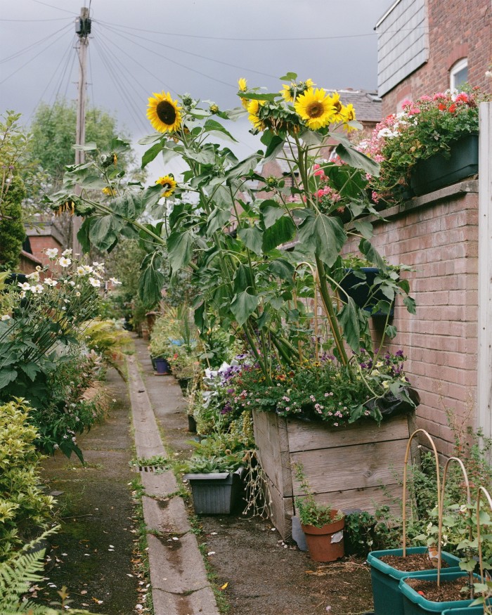 An alleyway in between two rows of terraced houses, filled with potted plants and flowers