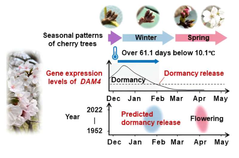 A new forecasting model based on gene activity predicts when Japan's cherry buds awake from dormancy