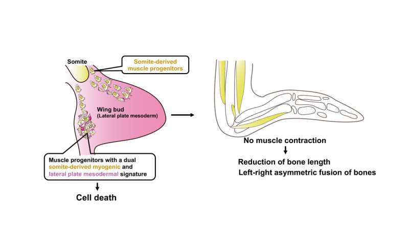 New mechanism uncovered for the reduction of emu wings