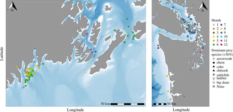 What's for dinner? Scientists unearth key clues to cuisine of resident killer whales