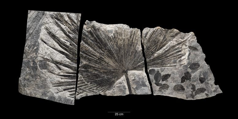 Fossil Palm