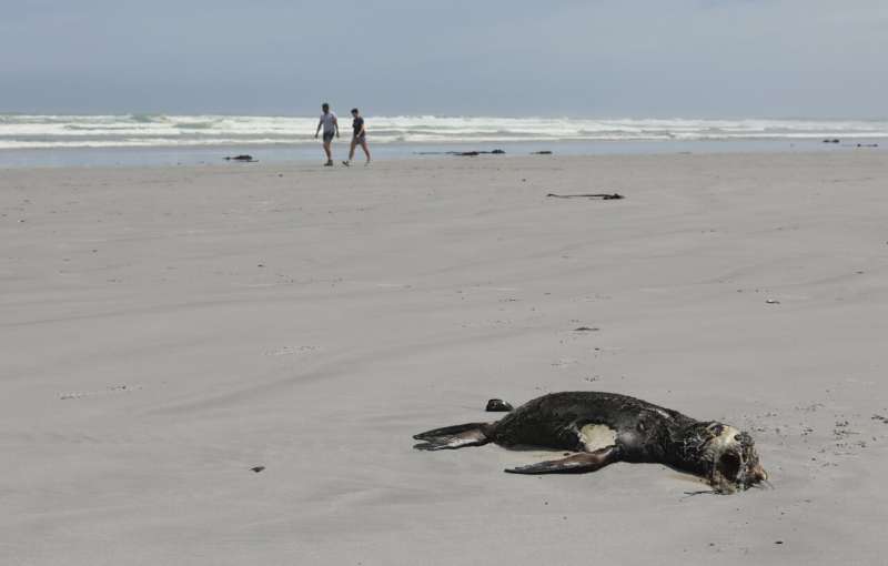 Scientists in South Africa say they have identified the first known outbreak of rabies in seals