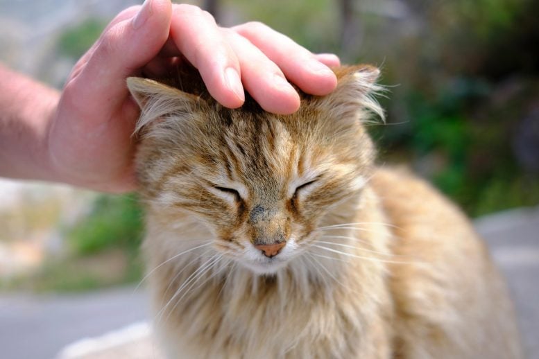 Petting a Cat