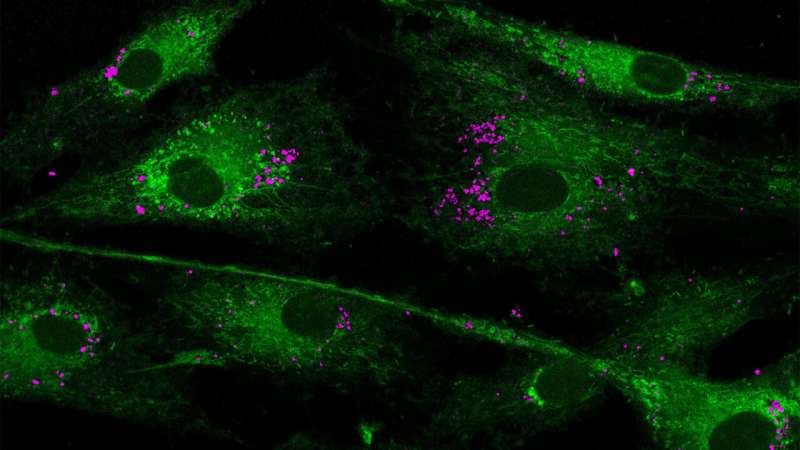 Recharging the Powerhouse of the Cell 