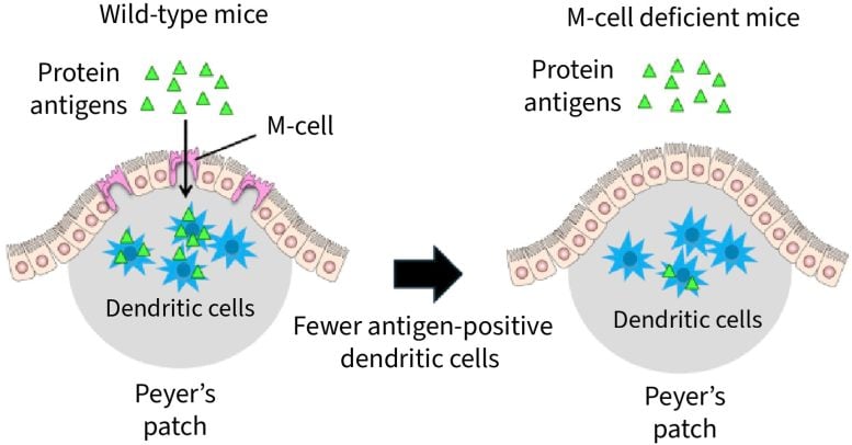 Food Antigens Are Passed to Dendritic Cells via M Cells