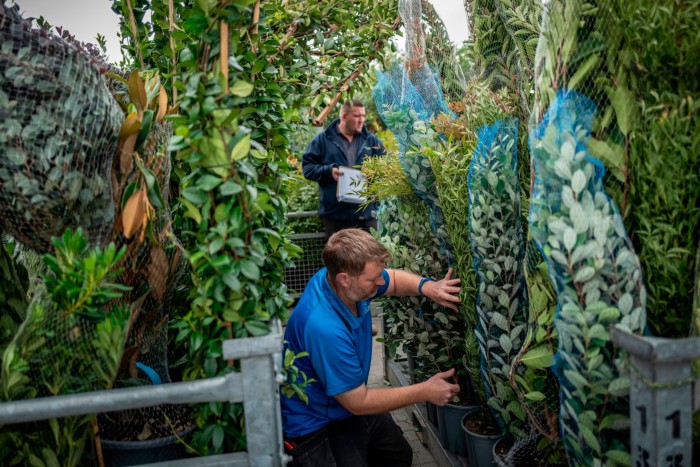 Staff at Provender Nurseries check plants that have been imported from Europe. 