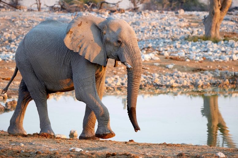 Young African Elephant