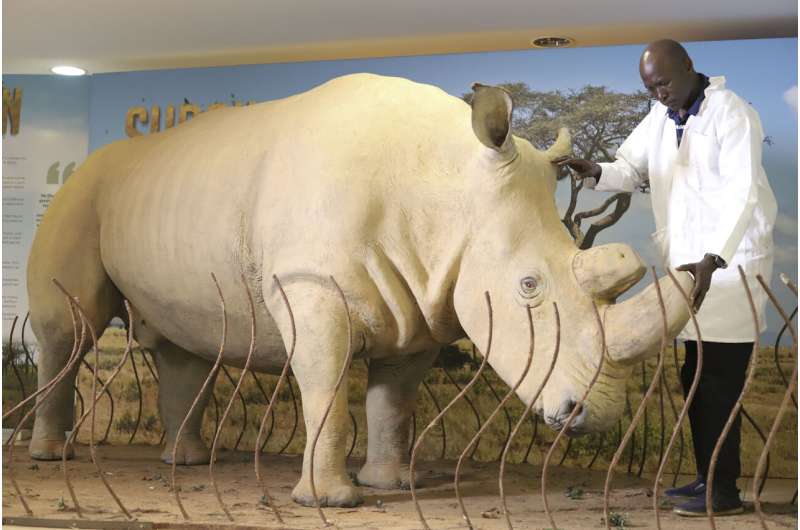 The number of rhinos is slightly up but poaching has increased too