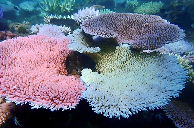 Various Degrees of Bleaching in Corals