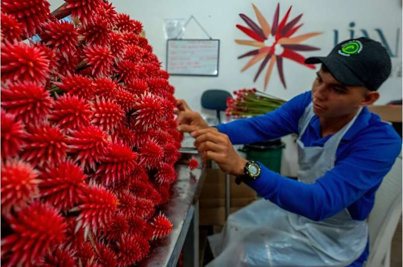 Inirida flowers once grew abundantly in the wild in the region, but over-picking led to a dramatic reduction