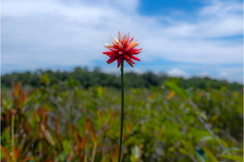 In 2022, the first box of Inirida blooms was delivered from Colombia to China