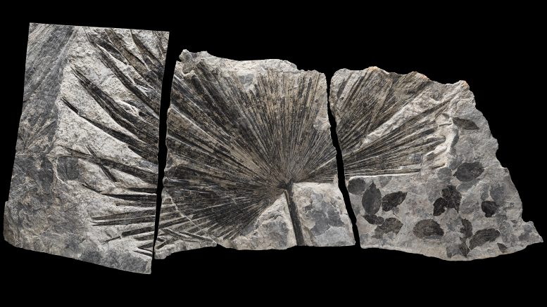 Fossil Palm