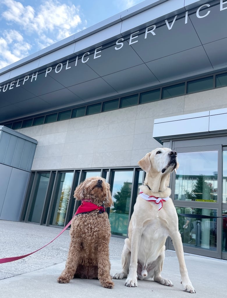 Two dogs sit side-by-side outside a building with the words Guelph Police Service