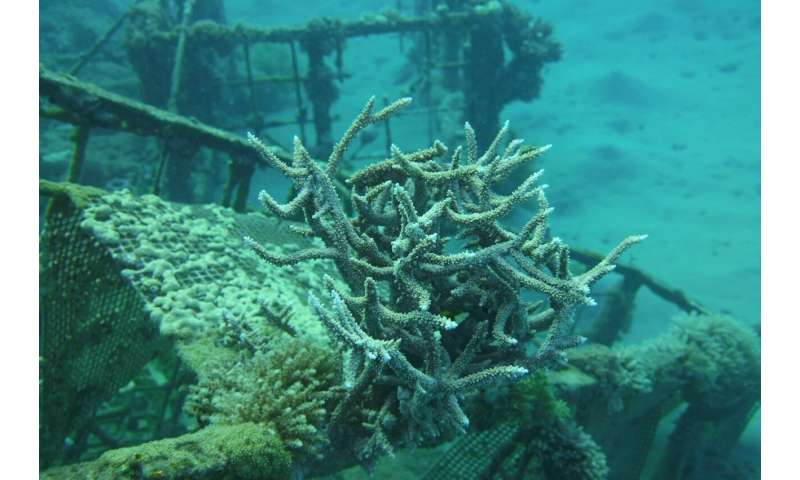 10 different pharmaceuticals detected in corals in the Gulf of Eilat