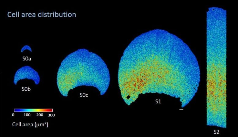 Hibiscus Petal Cell Area Distribution