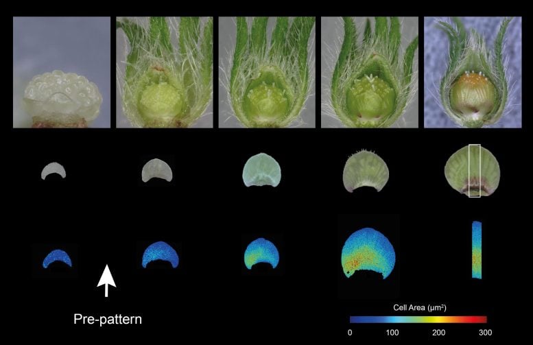 Bullseye Pattern in Early Petal Development