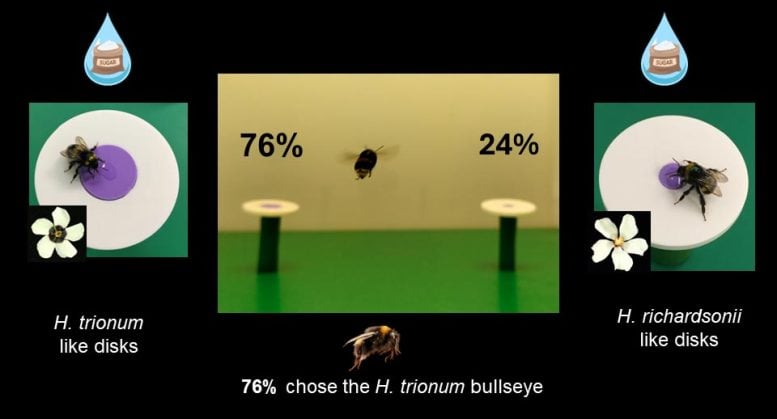 Bumblebee Bullseye Size Preference