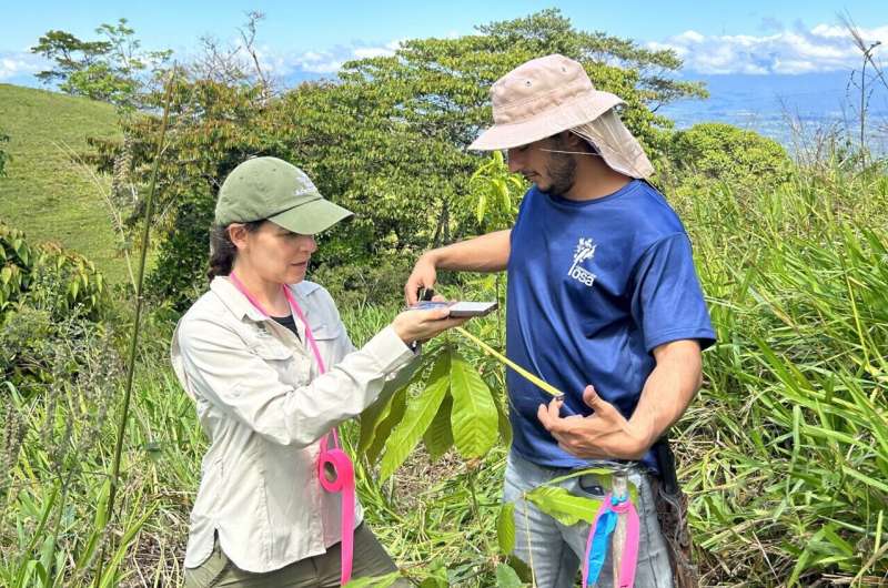 Mesoamerican oak tree species in urgent need of conservation, according to milestone report by The Morton Arboretum