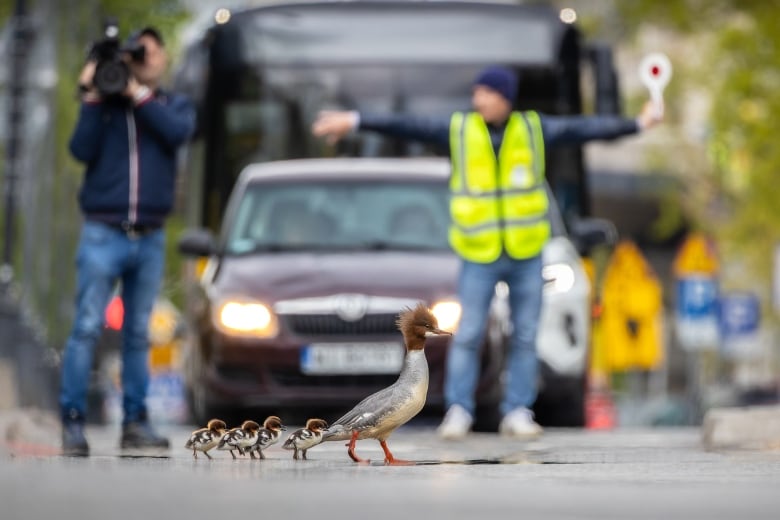 A spikey headed bird with a gray and white body and a brown head leads four chicks across the street as a man in a reflective vest stops traffic and another man with a large video camera films. 